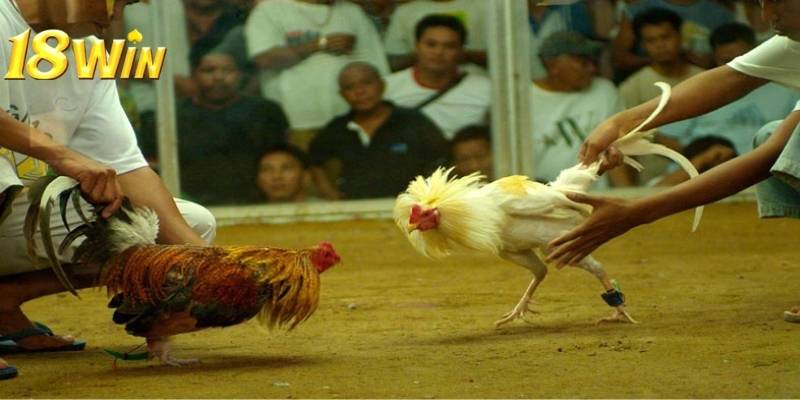 Người chơi cần tìm hiểu thông tin về các chiến kê